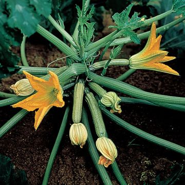 ZUCCHINO HYBRID F1 GABBIANO a fiore persistente (tipo genovese) - 1590