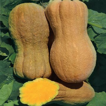PUMPKIN - 1593