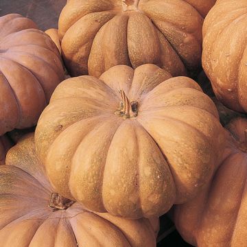 ZUCCA MUSQUÈE DE PROVENCE - 1595