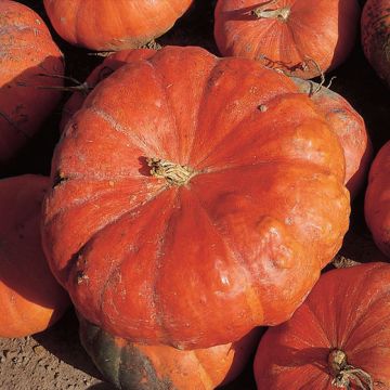ZUCCA ROUGE VIF D'ETAMPES - 1597