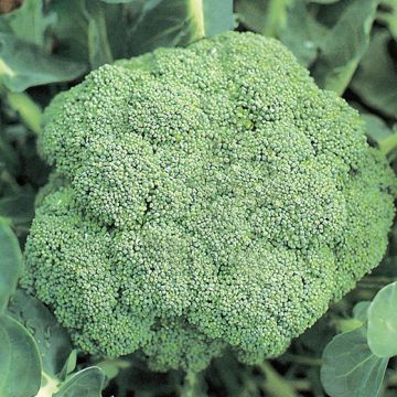 CAVOLO BROCCOLO HYBRID F1 "IRONMAN" - 1599