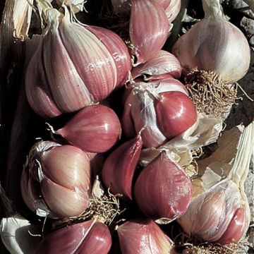 AGLIO ROSSO - 1006