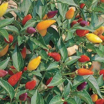 PEPERONCINO FUOCO DELLA PRATERIA - 1622
