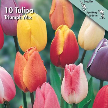 TULIPANO TRIONFO IN MISCUGLIO - 4261800-