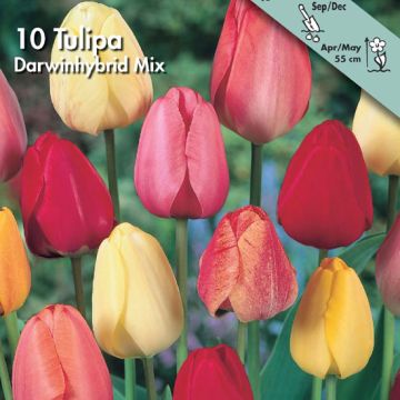 TULIPANO DARWIN IBRIDO IN MISCUGLIO - 4622291-