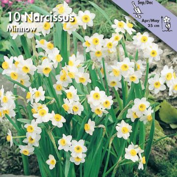 NARCISO NANO MINNOW - 4624622-