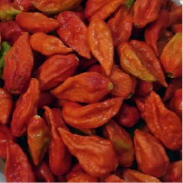 PEPERONCINO BHUT JOLOKIA RED - 1625