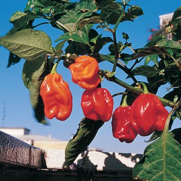 PEPERONCINO HABANERO RED CARIBBEAN - 1626
