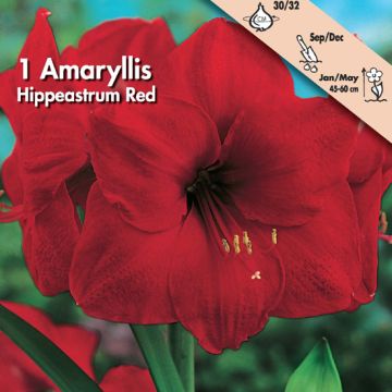AMARILLIDE ROSSA - 4626053-