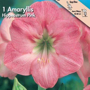 AMARILLIDE ROSA - 4626091-