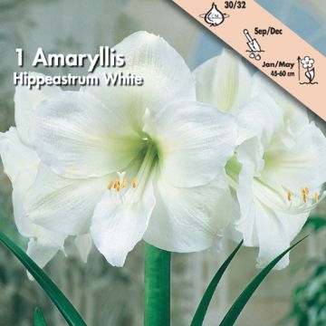 AMARILLIDE BIANCA - 4626138-