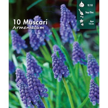 MUSCARI ARMENIACUM - 4627890-