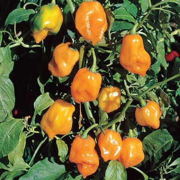 PEPERONCINO HABANERO ORANGE - 1628