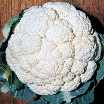 CAVOLFIORE IGLOO già Precocissimo Incomparabile d'Ingegnoli. - 1063