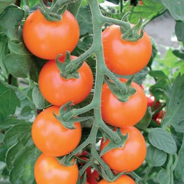 POMODORO HY ARANCINO F1 - 1631
