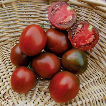 BLACK CRIMÉE TOMATO - 1634