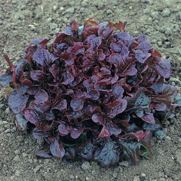 OPALIX HEAD LETTUCE - 1636