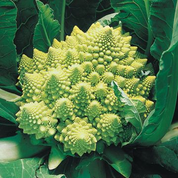 CAVOLFIORE ROMANESCO HYBRID F1 NAVONA - 1645