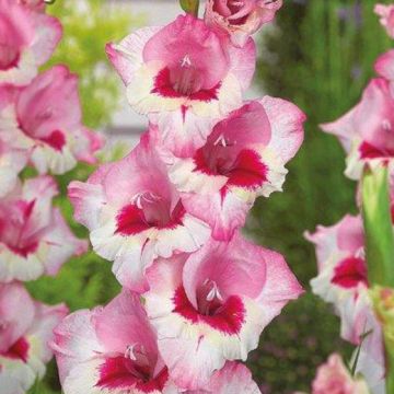 GLADIOLI PERRY - 4786-