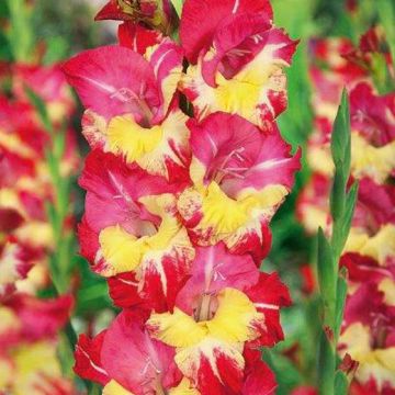 GLADIOLI STEREO - 4791-