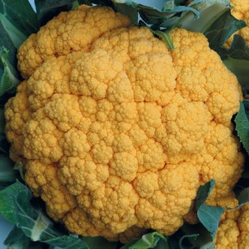 CAVOLFIORE HYBRID F1 Cheddar - 1067