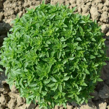 BASILICO FINISSIMO VERDE A PALLA O BASILICO GRECO - 1007