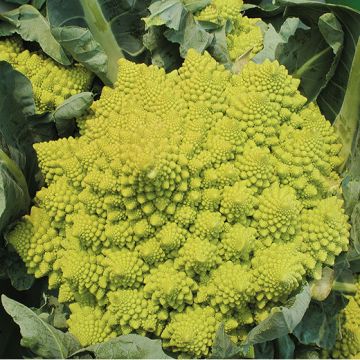 CAVOLFIORE ROMANESCO NATALINO - 1076