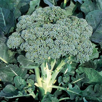 CAVOLO BROCCOLO SEMI