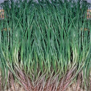 AGRETTI ROSCANO (BARBA DI FRATE) - 1081