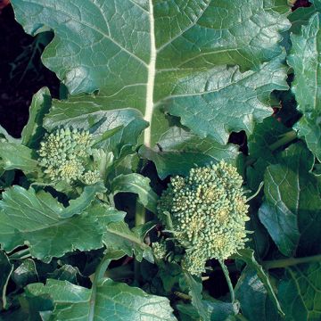 CIMA DI RAPA QUARANTINA - 1089