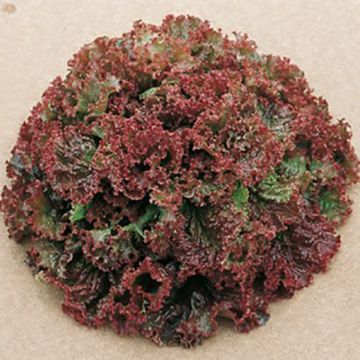 LATTUGA A CESPO LOLLO ROSSA A NASTRO - 10082