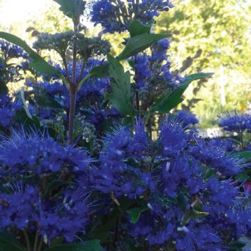 CARYOPTERIS CLANDONENSIS GRAND BLUE - 8B010-