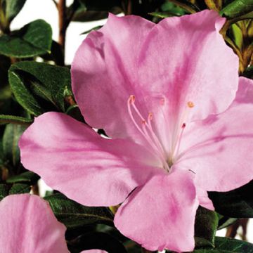 AZALEA RIFIORENTE ENCORE SWEETHEART - 8B041-