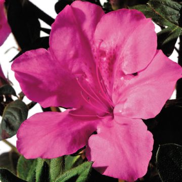 AZALEA RIFIORENTE ENCORE SANGRIA - 8B042-