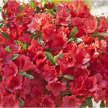 AZALEA RIFIORENTE ENCORE SUNSET - 8B043-