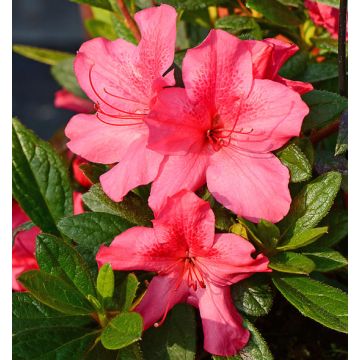 AZALEA RIFIORENTE ENCORE SUNDANCE - 8B044-