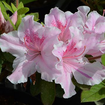 AZALEA RIFIORENTE ENCORE TWIST - 8B045-