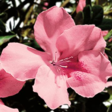 AZALEA RIFIORENTE ENCORE DEBUTANTE - 8B046-
