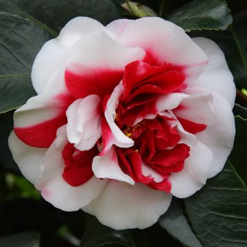 CAMELIA GENERAL COLETTI - 8B083-
