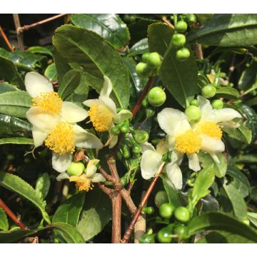 CAMELIA SINENSIS a fiore bianco - 8B095-