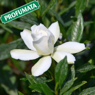 GARDENIA JASMINOIDES RADICANS - 8B242-