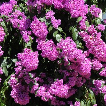 BOUGANVILLEA SPECTO GLABRA Violet de Meze - 8B500-