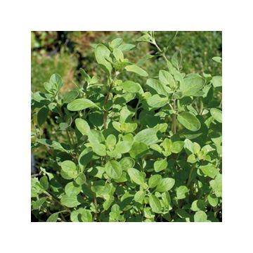 MAGGIORANA (origanum majorana) Pianta in vaso - 8E450-