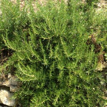 ROSMARINO PROSTATO ( Rosmarinus officinalis prostatus ) - 8E695-