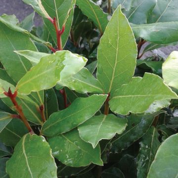 ALLORO ( Laurus noblis ) - 8E012-
