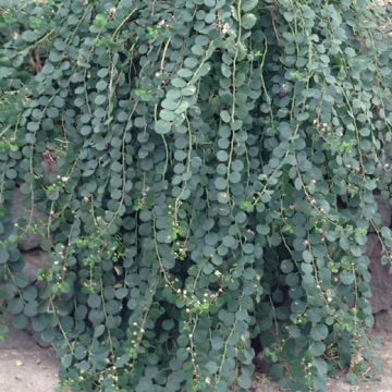 CAPPERO Pianta in vaso - 8E080-