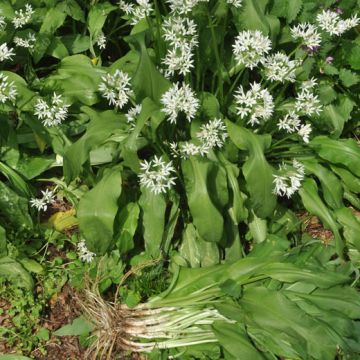 AGLIO ORSINO(Allium ursinum) - 8E120-