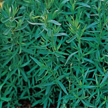 DRAGONCELLO (Artemisia dracunculus) Pianta in vaso - 8E137-