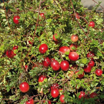 MIRTILLO ROSSO AMERICANO ‘CRANBERRY’ Pilgrim - 8E150-