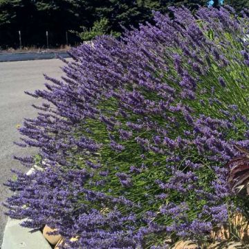 LAVANDA GROSSO Pianta in vaso - 8E439-